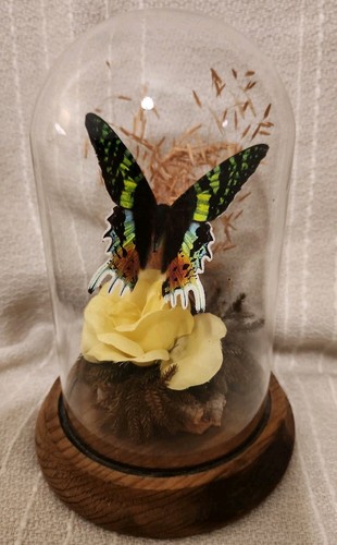 Butterfly specimen taxidermy - butterfly,