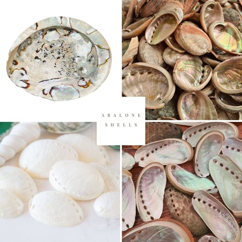 Abalone shell seashells - abalone,