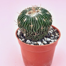 Stenocactus Multicostatus 6cm