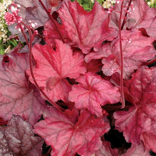 Heuchera fire chief 5cm - fire,