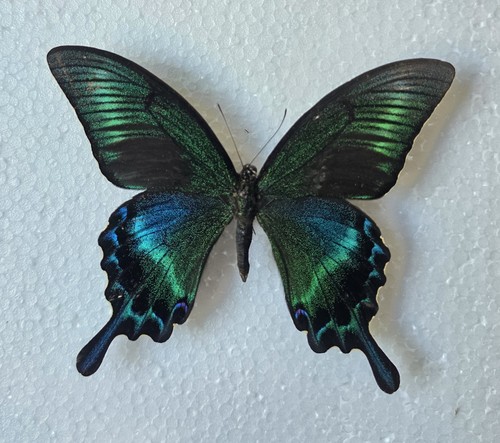 Papilio maackii set - papilio,