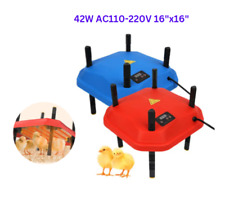 Chicken Poultry Bird Chicks