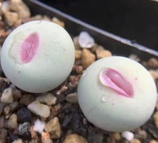 5pcs 1.2cm Succulent Plant