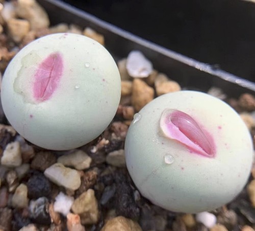 5pcs 2cm succulent plant - 5pcs, 1.2cm