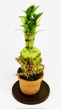 Dolls House Bamboo Plant In A