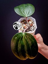 Hoya Latifolia Dinner Plate