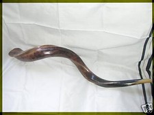 Kudu Horn Yemenite Shofar 41"