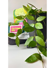 Hoya Gracilis with Pot and