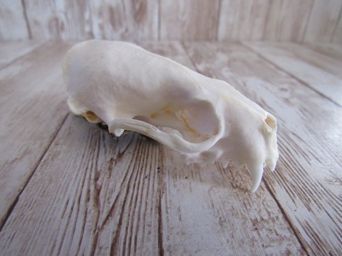 Mink skull top hair - skull,