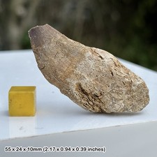 Fossil Mosasaur Tooth - Cretaceous Predator - Genuine Specimen from Morocco -