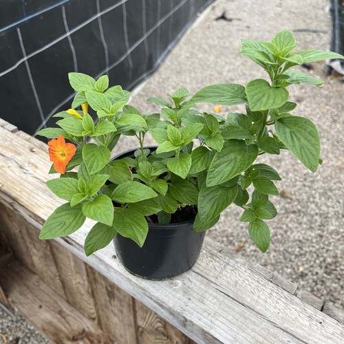 Streptosolen jamesonii - streptosolen,