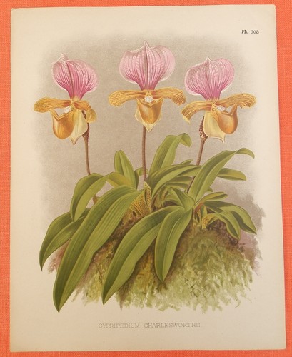 Cypripedium charlesworthii