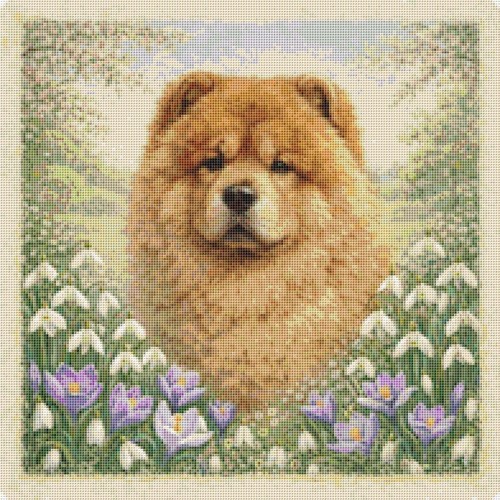 Chow puppy dog - puppy, in