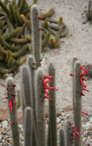 Fresh cactus seed - fresh,