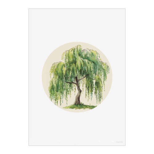 Weeping willow tree unframed - tree',