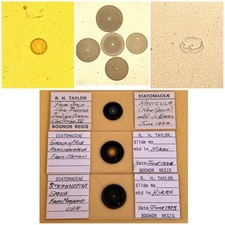 Vintage Trio Of Diatom Microscope Slides. Challenger IV. By Taylor.
