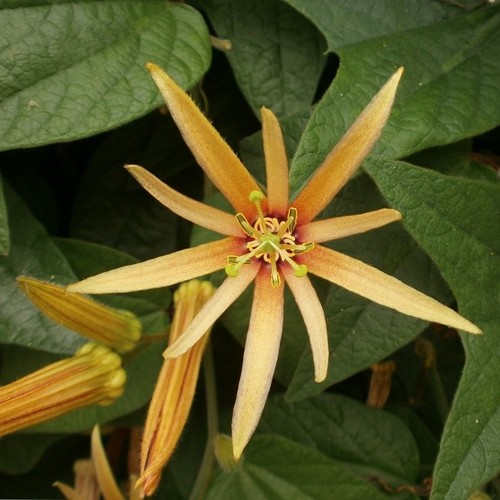 Passiflora adularia rooted - passiflora, 'adularia'