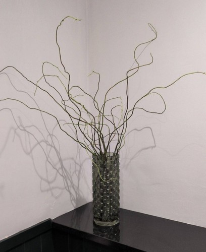 Decorative tortured willow new - willow,