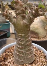 Pachypodium baronii