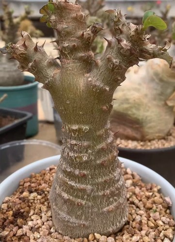 Pachypodium baronii