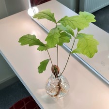 Grow Oak Tree from acorn seed
