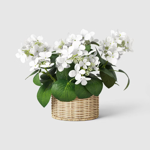 Potted hydrangea outdoor - potted,
