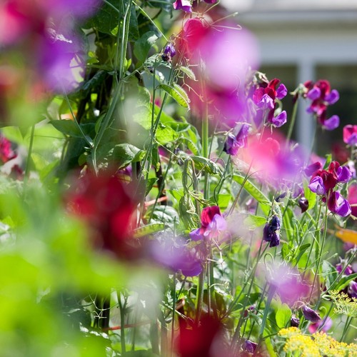 Mixed sweet pea plants in - mixed,