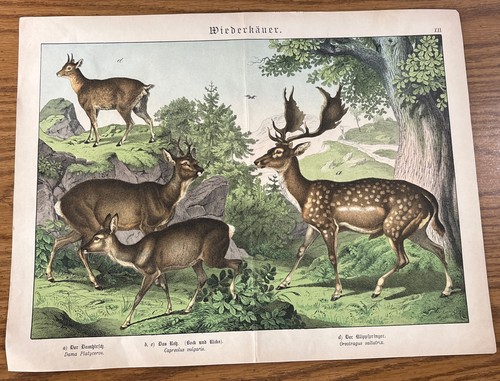 1886 antique fallow deer roe - antique,