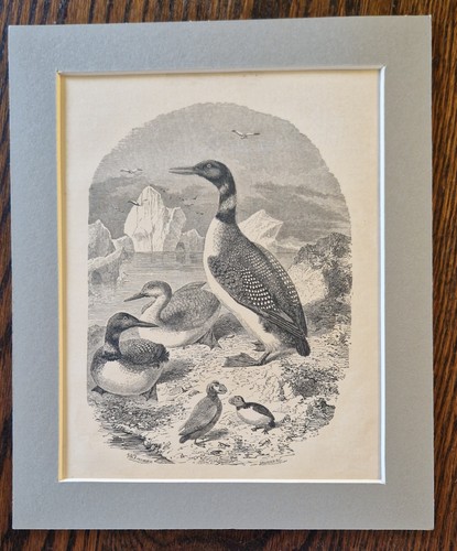 Antique print birds - antique,