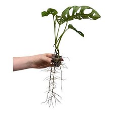 Monstera Adansonii 'Monkey Mask' – Rooted Cutting | Iconic Swiss Cheese Plant