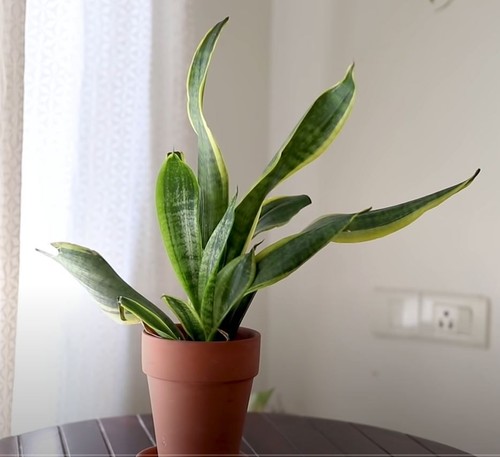 Rooted sansevieria draceana - rooted,