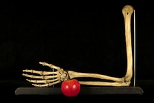 Antique Arm Skeleton