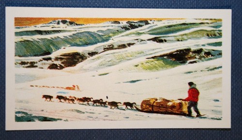 Dog sled team - , arctic