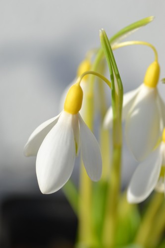 Galanthus dicks early yellow - dicks,