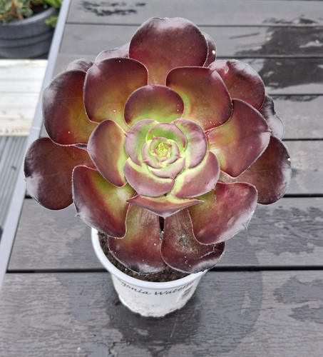 Aeonium vodoo succulent plant - vodoo,