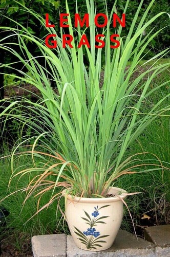 All year lemongrass for - year,