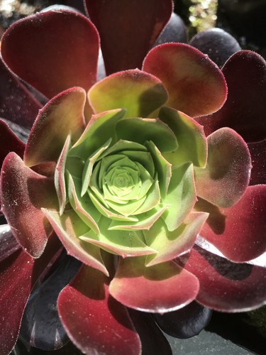 Aeonium velour plant rooted - aeonium,