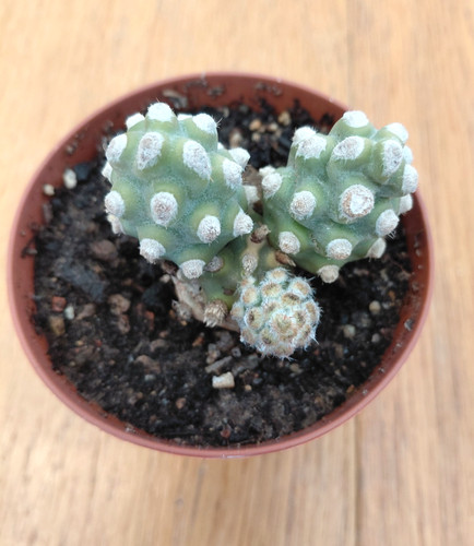 Tephrocactus molinensis rare - tephrocactus,