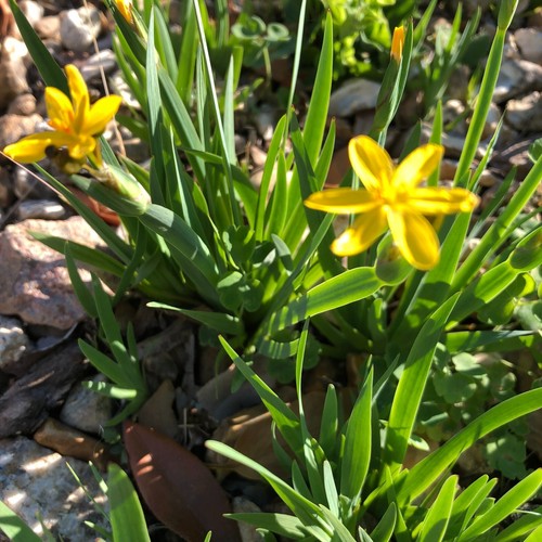 Yellow eyed grass - yellow-eyed,