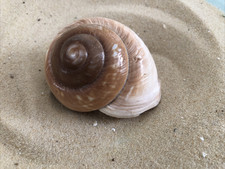 Large 7-9cm Brown Muffin land