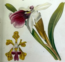 The Gardener's Assistant