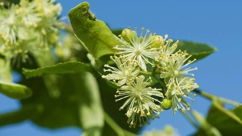 Small leaved lime - lime,, tilia