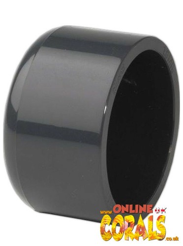 Anemone cup coral home - anemone, (50mm)