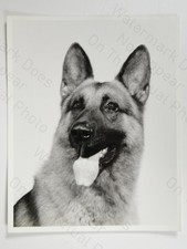 Police Dog Rex German Shepherd