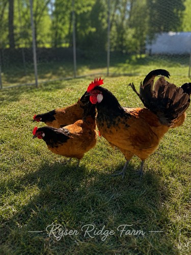 German vorwerk hatching - german,
