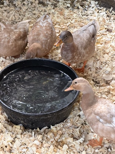 Buff call duck - 6,