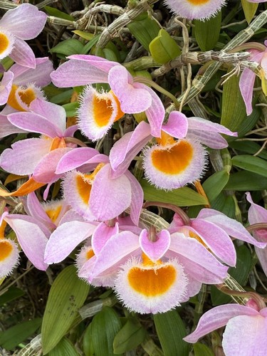 Rare mini dendrobium - mini,