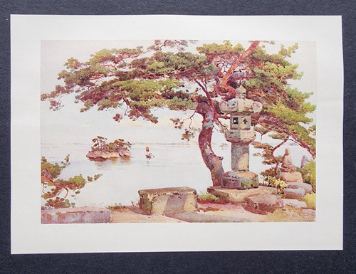 Antique 1908 print pine - 1908, tree