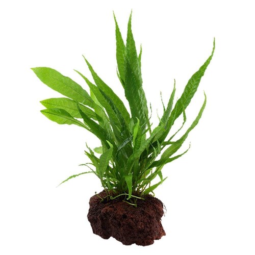 Tropica microsorum pteropus - tropica,