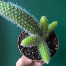 Cleistocactus colademononis